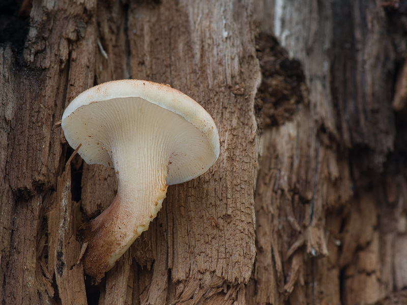 Neolentinus schaefferi